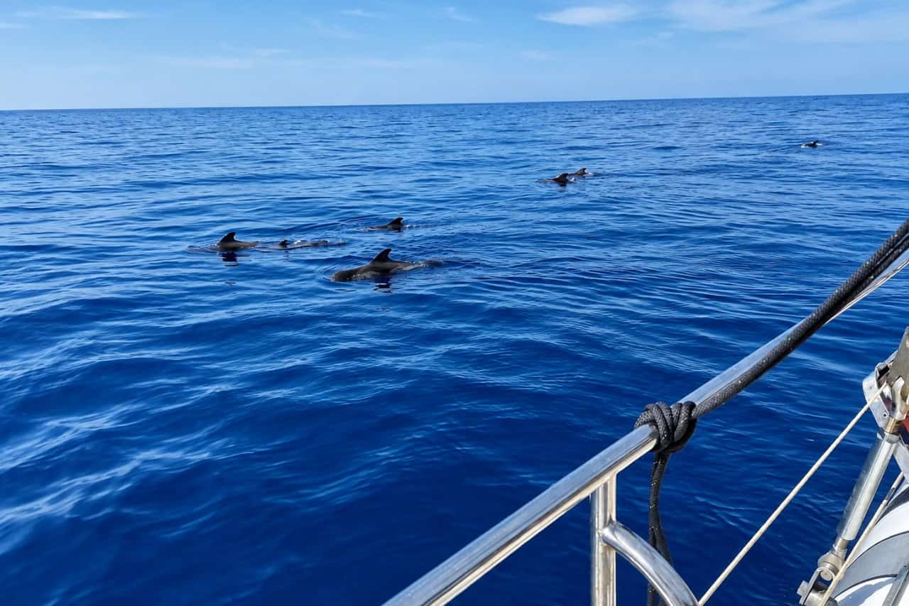 Pilot whales swimming beside the boat during a private Freebird catamaran trip in Tenerife, where whale watching can be part of the charter experience.