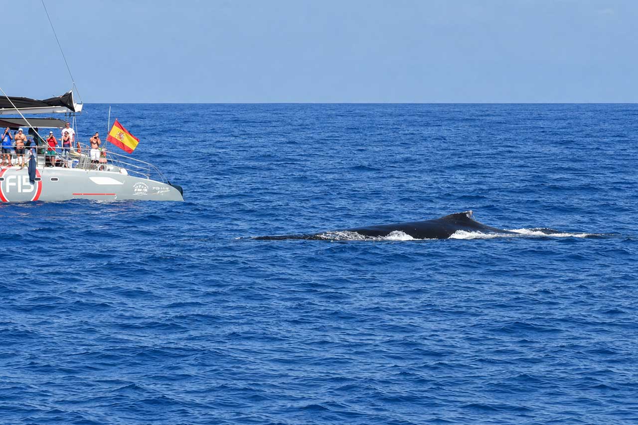 A whale surfaces beside a Freebird catamaran as guests watch from the boat during a Tenerife whale watching experience