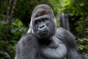 Ein nachdenklicher Silberrücken-Gorilla inmitten des üppigen Grüns im Loro Parque. Ideal für Gäste, die an einem Loro Parque-Ausflug teilnehmen, bei dem der Transport praktischerweise inklusive ist.