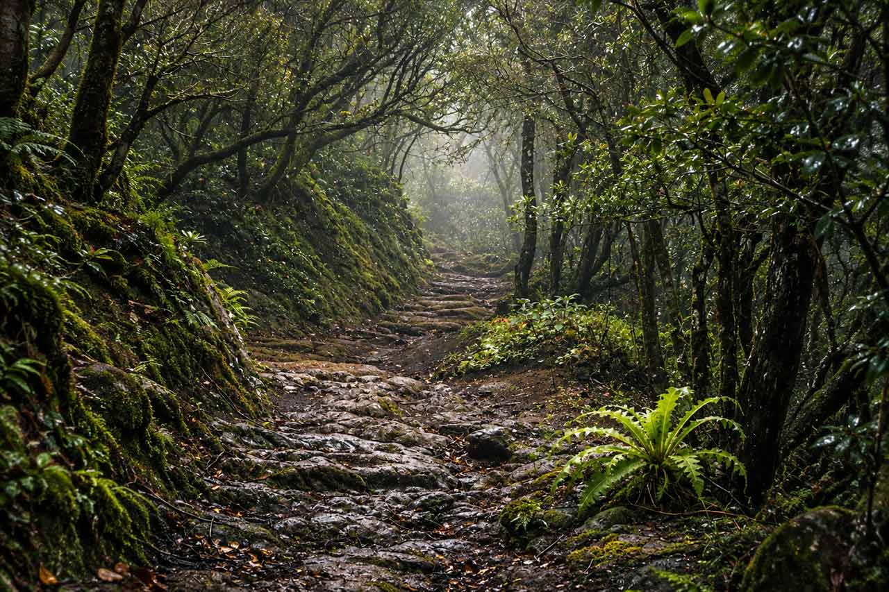 A misty trail through the ancient laurel forest of Anaga Rural Park, the final natural highlight of the South to North Tenerife tour and one of the island’s most distinctive green landscapes.