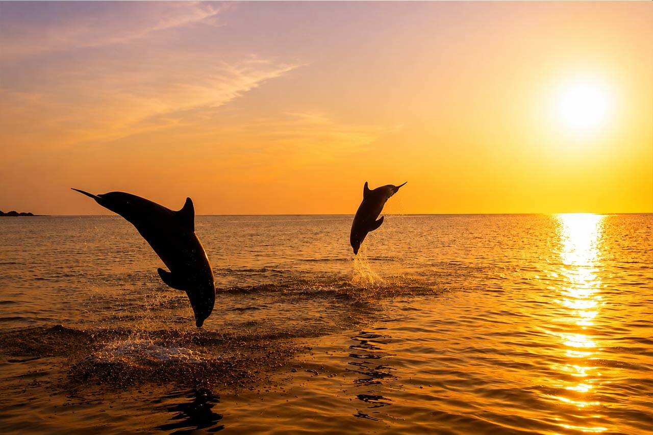 Dos delfines saltando desde el océano Atlántico durante un paseo en barco al atardecer dorado en Tenerife, recortados contra el cálido cielo y la luz vespertina reflejada.
