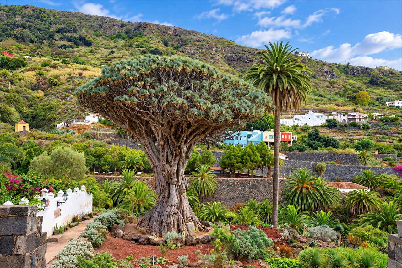 The famous Dragon Tree of Icod de los Vinos, one of the principal landmarks visited after descending from Teide National Park on the full-day Tenerife island tour.