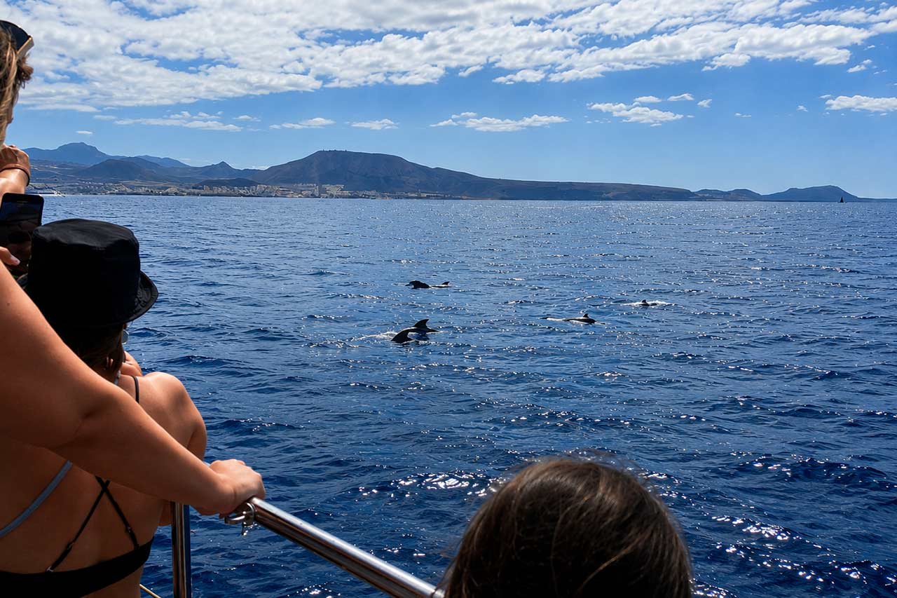 Gasten die vanaf de catamaran White Tenerife naar dolfijnen kijken, met de vulkanische kustlijn van Tenerife op de achtergrond