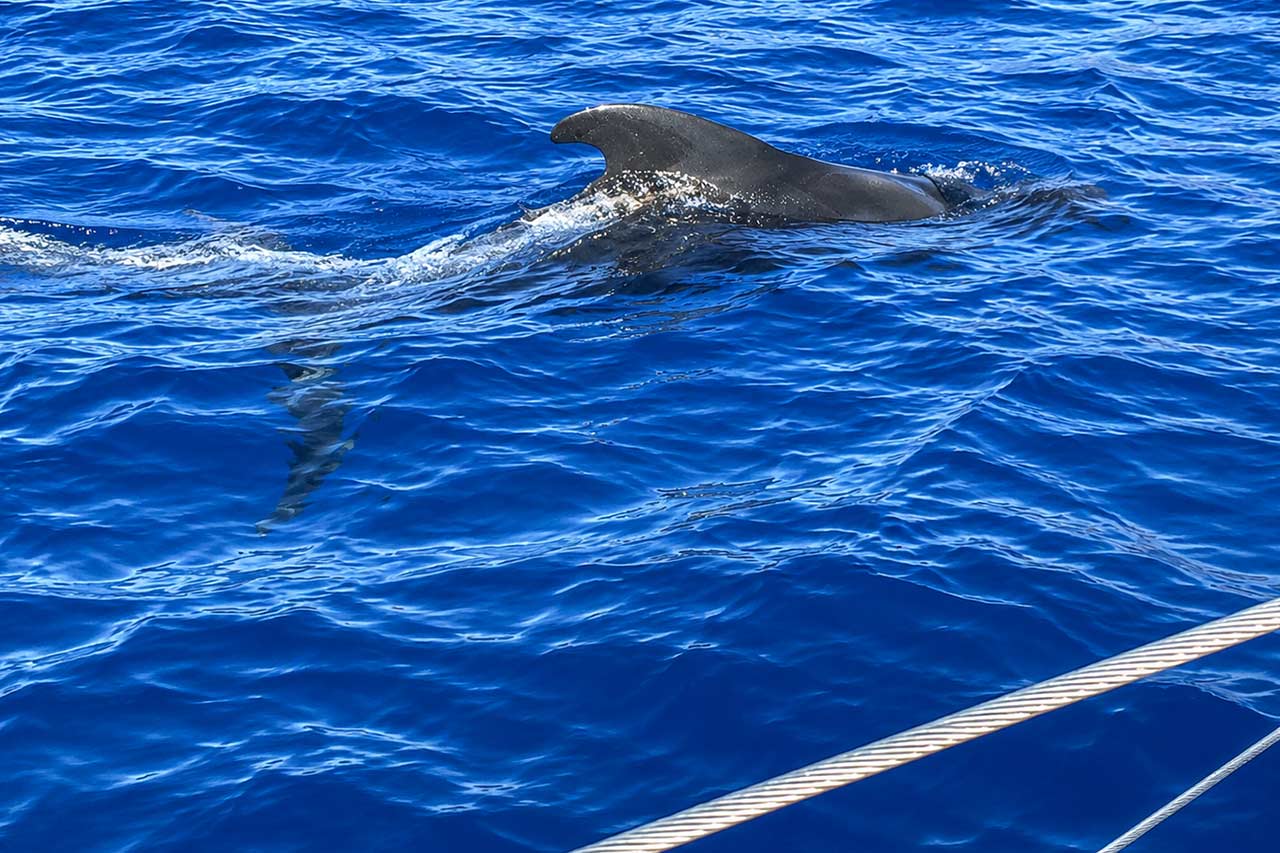 Van dichtbij is te zien hoe een griend naar de oppervlakte komt naast de boot tijdens een walvistocht op Tenerife