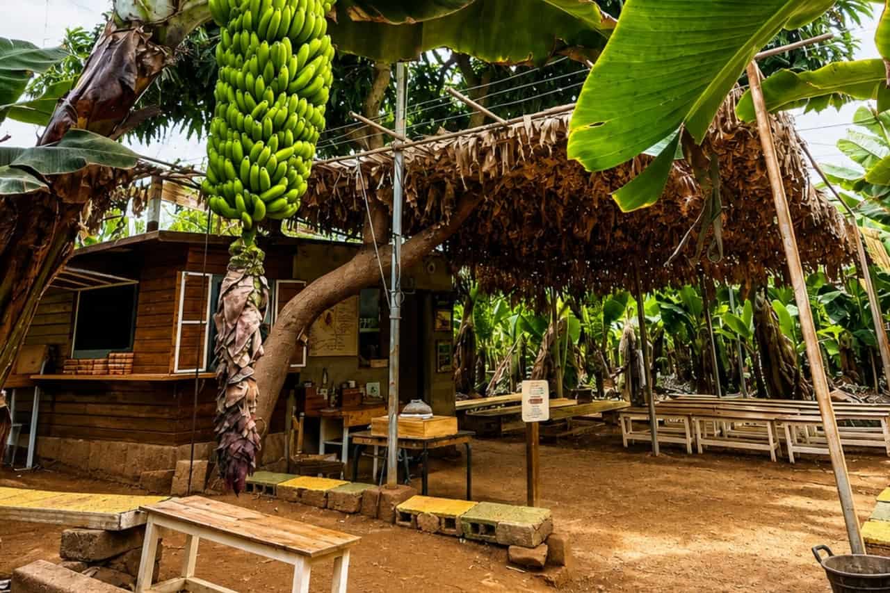 Baner som hรคnger bredvid det rustika besรถksomrรฅdet pรฅ en fungerande plantage pรฅ Teneriffa