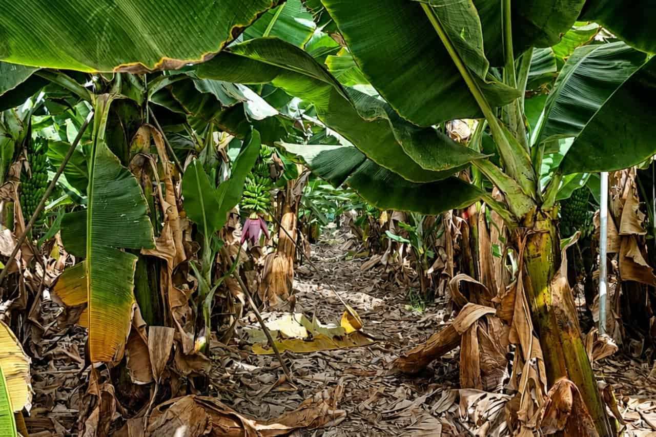 Naturlig gรฅngvรคg genom en fungerande bananplantage pรฅ Teneriffa