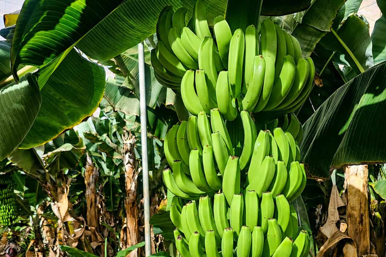 Large bunch of unripe green bananas hanging from a banana plant at a local farm in Tenerife.