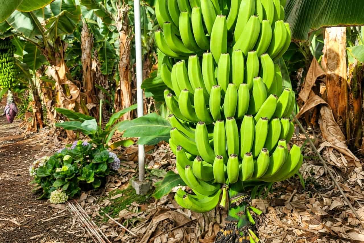 Illustration till samlarkort fรถr Bananodling