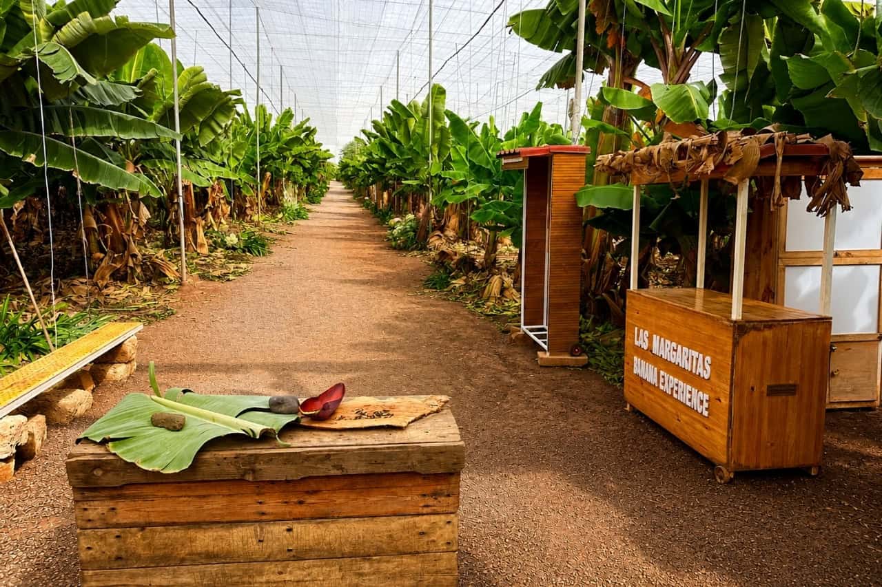 Stig genom rader av bananplantor vid Las Margaritas pรฅ Teneriffa