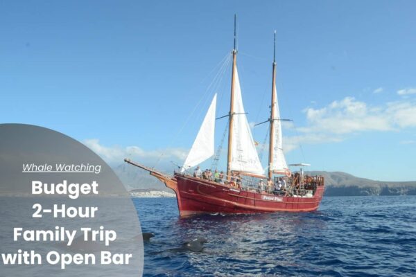 Imbarcazione Peter Pan per un'escursione economica di 2 ore a Tenerife per l'osservazione delle balene in famiglia con open bar