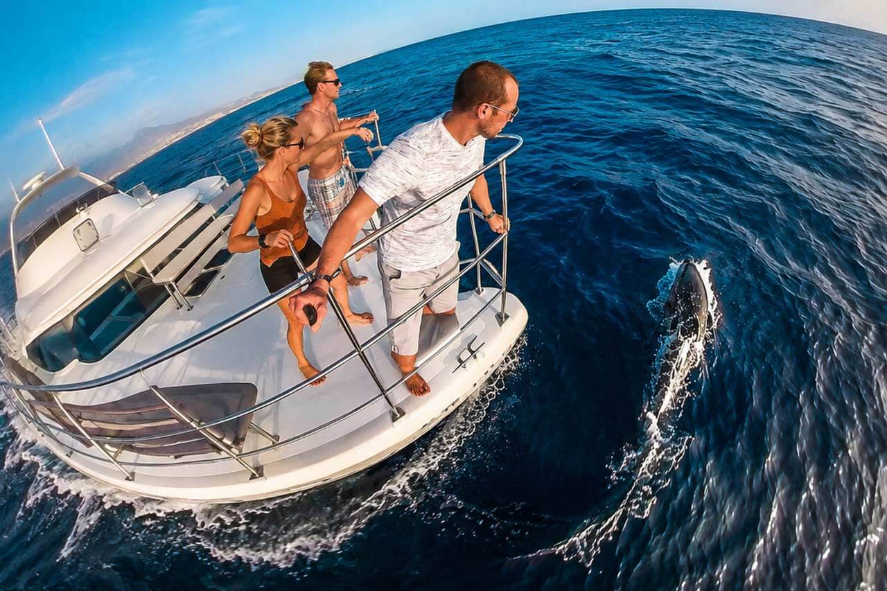 Des visiteurs observent un dauphin nager aux côtés du catamaran Monte Cristo lors d'une excursion en bateau à la découverte de la faune sauvage à Ténérife.