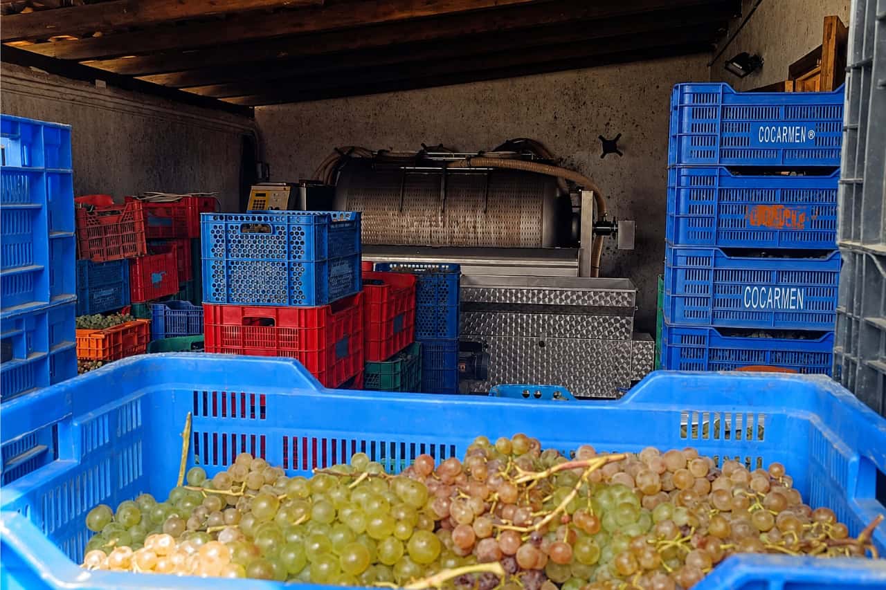 Čerstvé hrozno a vinárske vybavenie počas výletu spojeného s ochutnávkou vína na Tenerife