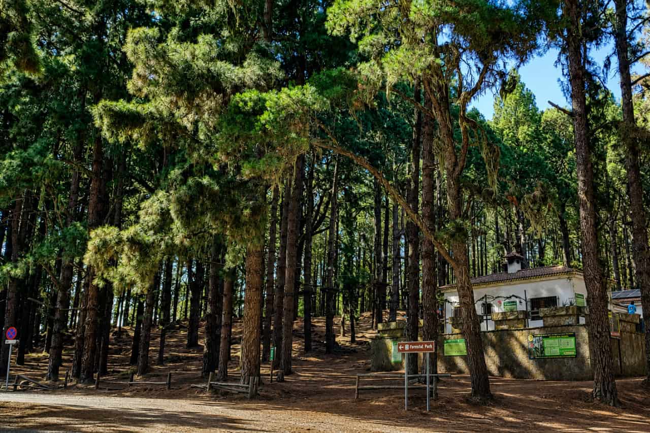 Forestal Park Tenerife entrance surrounded by pine trees in the north