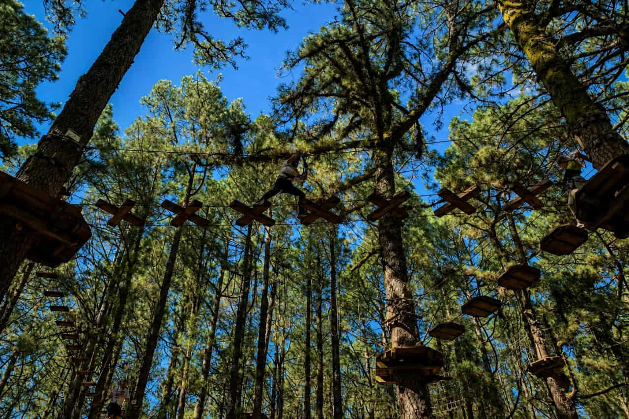 Wooden steps high in the pine trees at Forestal Park Tenerife