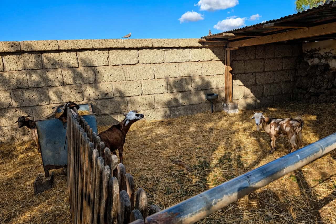 Geiten op de kamelenboerderij op Tenerife