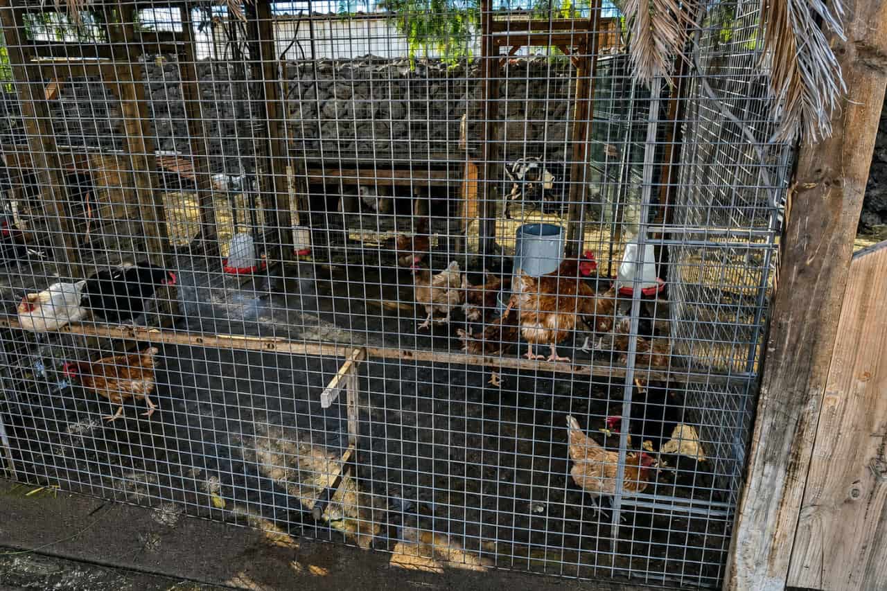 Vrij rondlopende kippen op de kamelenboerderij op Tenerife