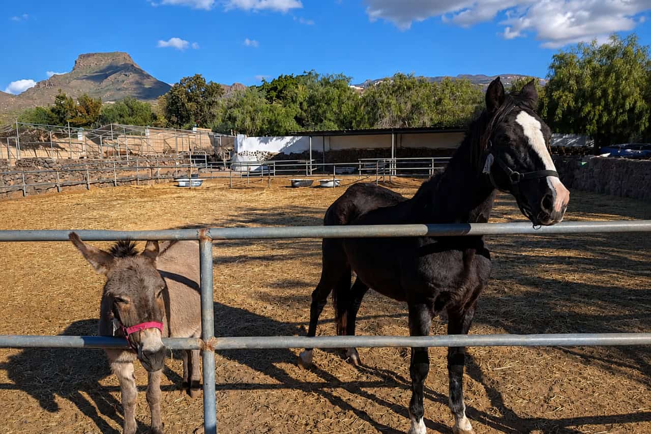 Boerderijdieren in Camel Park Tenerife