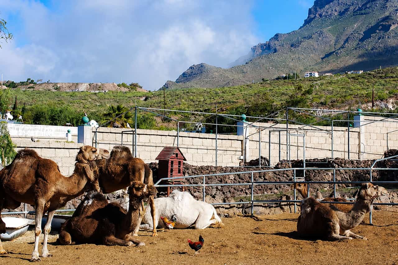 Kamelenrit met uitzicht op de bergen bij Camel Park Tenerife