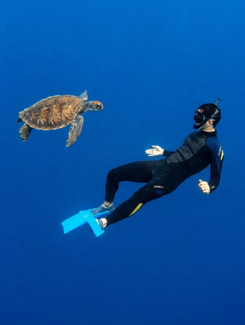 Experienced guest freediving next to a sea turtle during the snorkeling with turtles trip in Tenerife