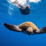 与海龟一起浮潜 特内里费岛