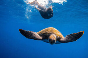 Snorkeling with turtles Tenerife close sea turtle encounter with snorkeler booked with Club Canary