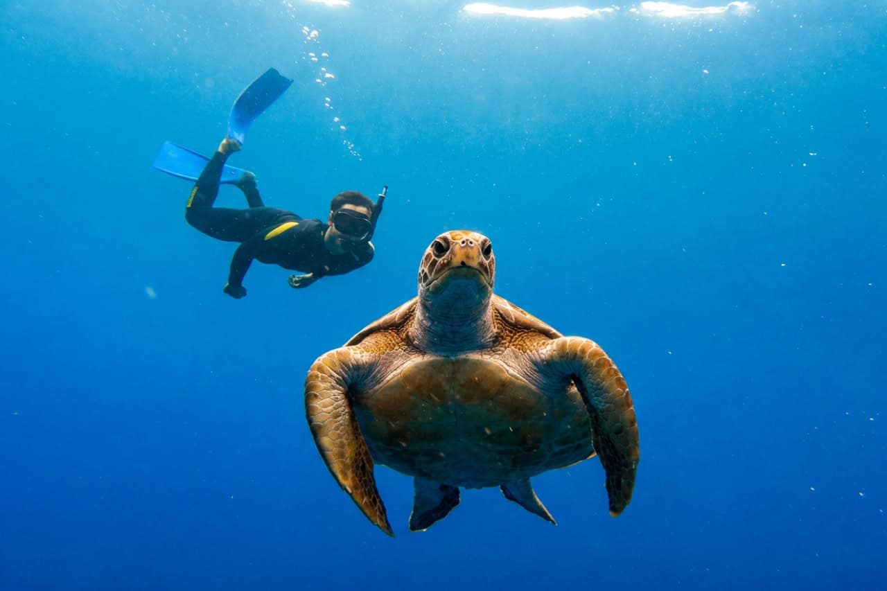 Snorkeling with turtles Tenerife with snorkeler swimming near sea turtle booked with Club Canary