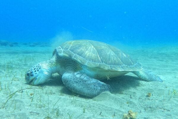 Vihreä merikilpikonna veden alla Teneriffalla snorklailumatkalla kilpikonnien kanssa