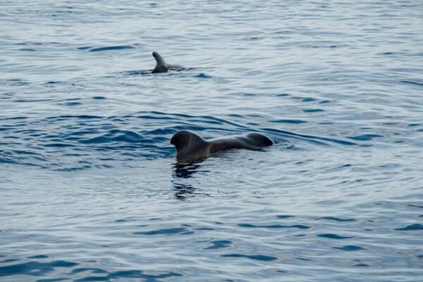 Close-up of pilot whales swimming near the Atlantic Star yacht on a Tenerife whale watching excursion