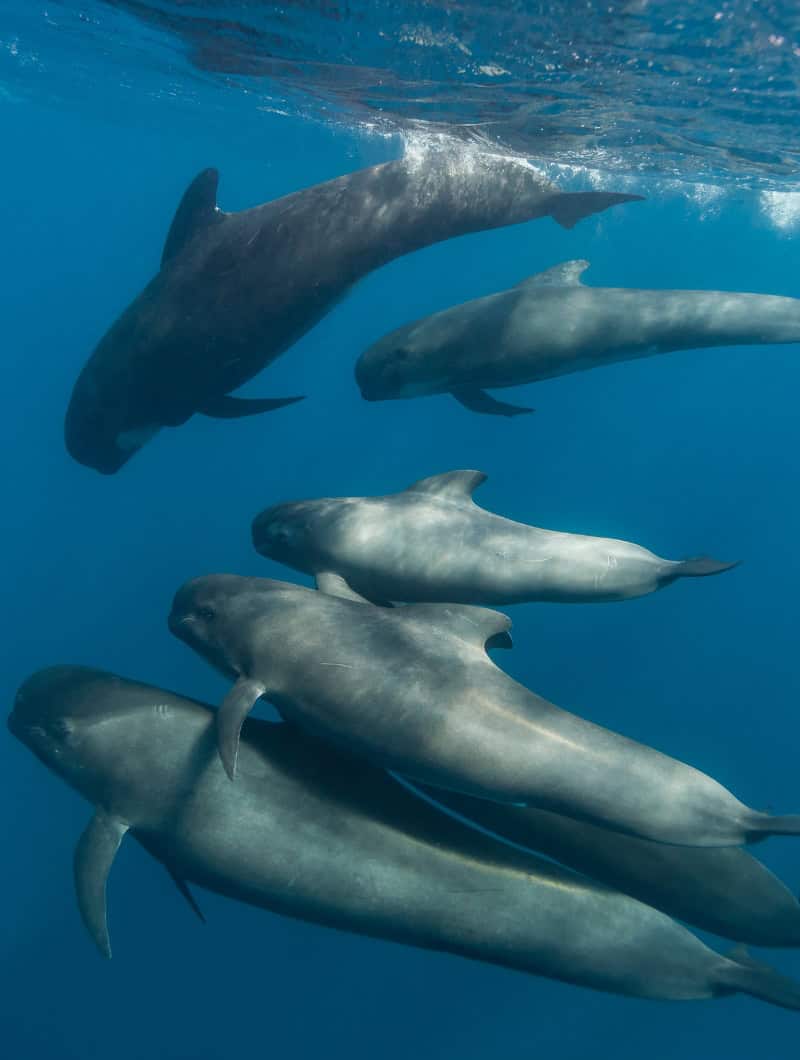 Family pod of pilot whales swimming underwater off Tenerife, the species most often seen on the private whale watching trip