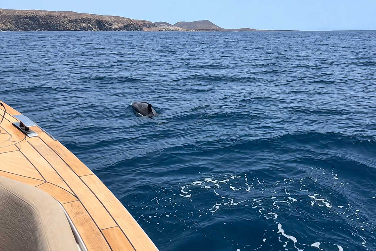Dolphins swimming near the White Heaven boat