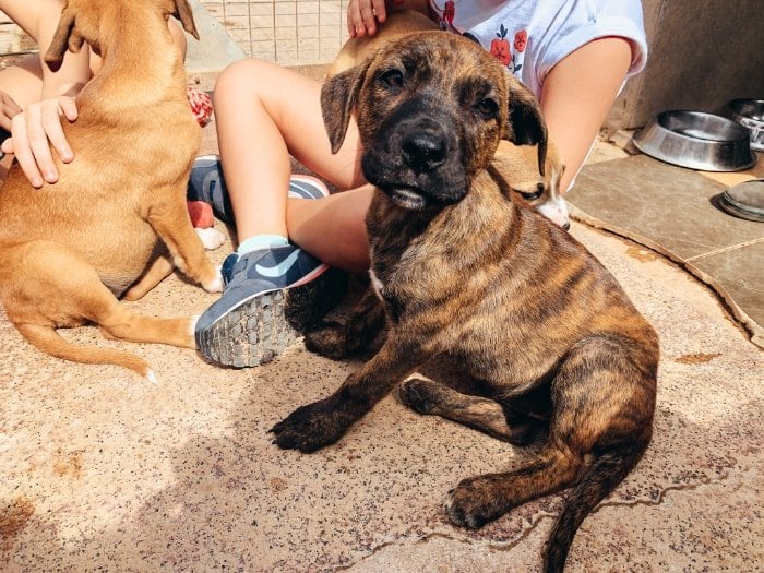 dog shelter tenerife