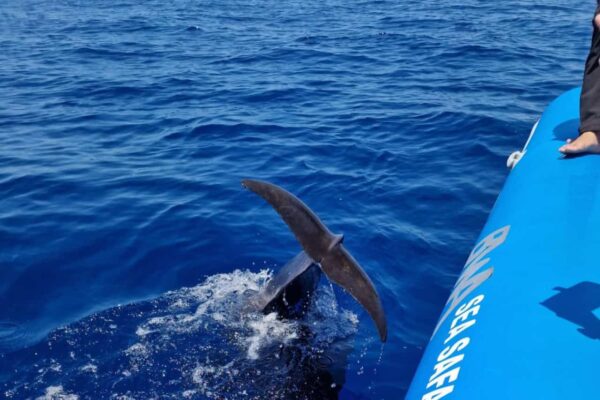 Teneriffa Sea Safari möte med grindval med svansstänk nära båt på smågruppsresa Puerto Colón