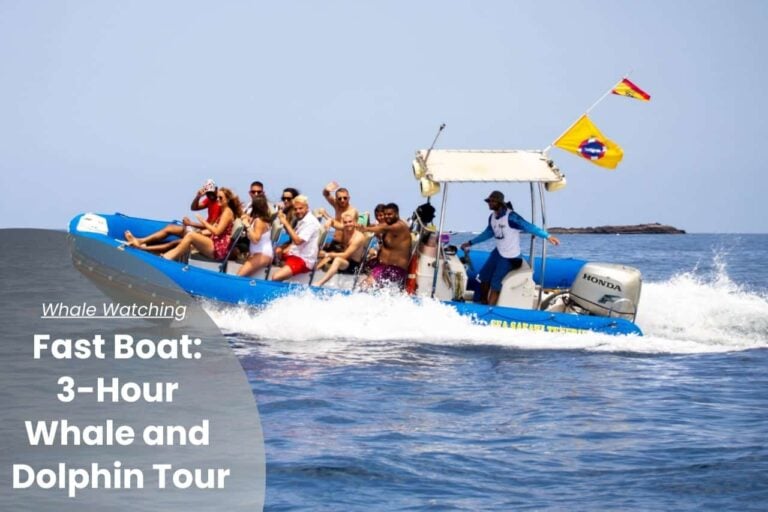Excursie rapidă cu barca pentru balene și delfini de la Puerto Colón cu Sea Safari Tenerife
