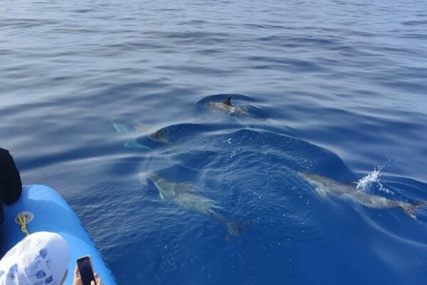 Sea Safari Tenerife utflykt med delfiner som simmar bredvid motorbåten nära Puerto Colón