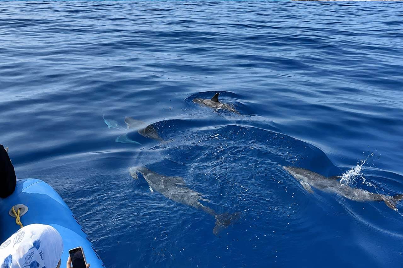 Delfiinid ujumas Sea Safari paadi kõrval metsloomade vaatlemise ekskursioonil Tenerife ranniku lähedal