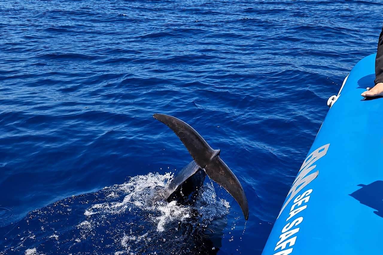 Lähivaade grindvali sabast Tenerife vaalavaatlusreisi ajal Sea Safari RIB-paadi kõrval