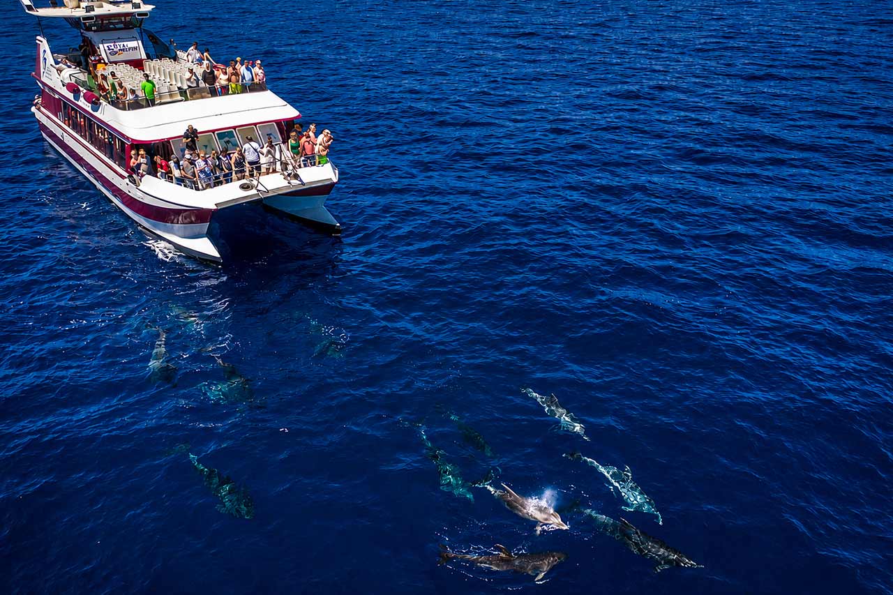 Royal Delfin boat sailing beside dolphins in Tenerife