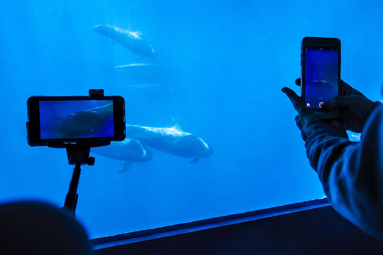 Guests watching dolphins through the Royal Delfin underwater viewing area
