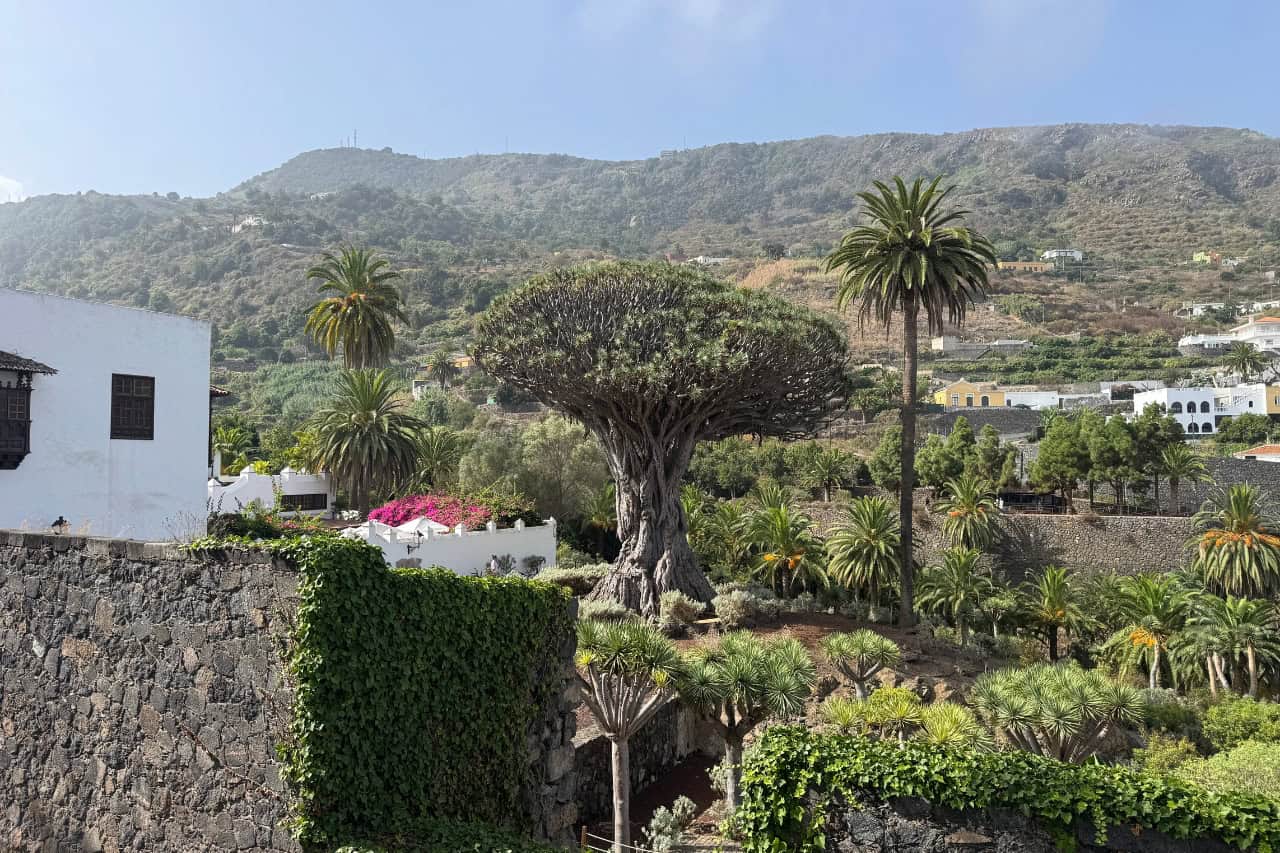 The Drago Milenario dragon tree in Icod de los Vinos, Tenerife