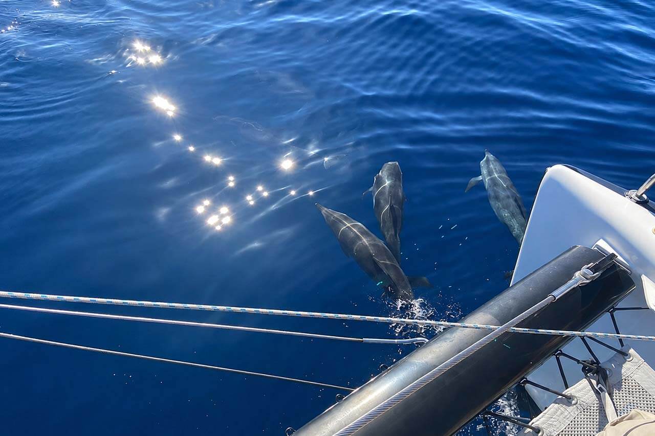 Dolfijnen die naast de Abrazo zwemmen in helder Atlantisch water tijdens een zeilervaring met wilde dieren op Tenerife