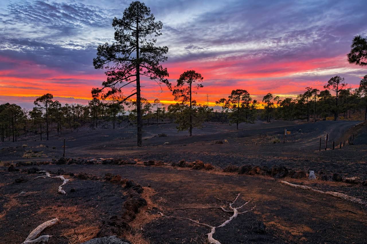 Colorida puesta de sol a través del pinar antes de la observación de las estrellas