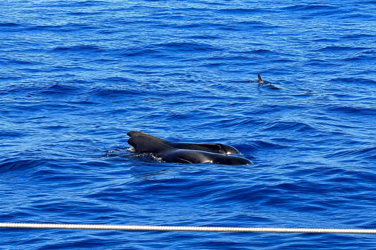 Pilot whales swimming beside the boat during a Freebird Gold charter in Tenerife, showing one of the possible wildlife experiences during a private company or incentive boat trip.