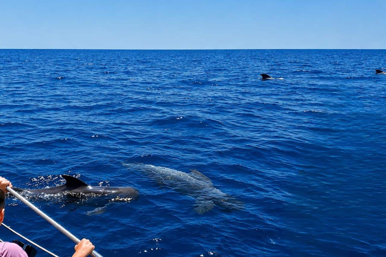 Pilot whales swimming beside the catamaran off Tenerife during a premium group boat experience, a possible highlight for corporate outings and private incentive events.