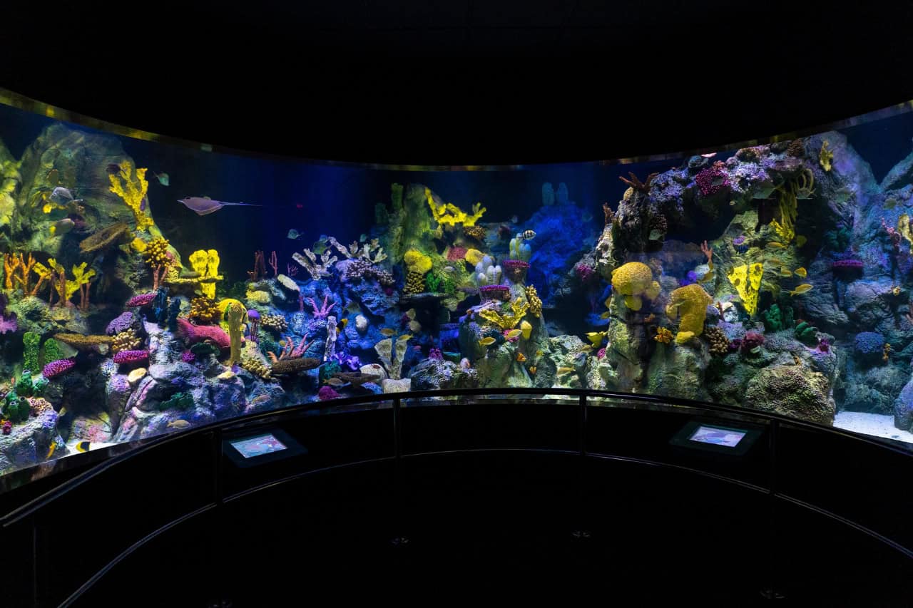 Colorful aquarium and marine exhibits at Loro Parque