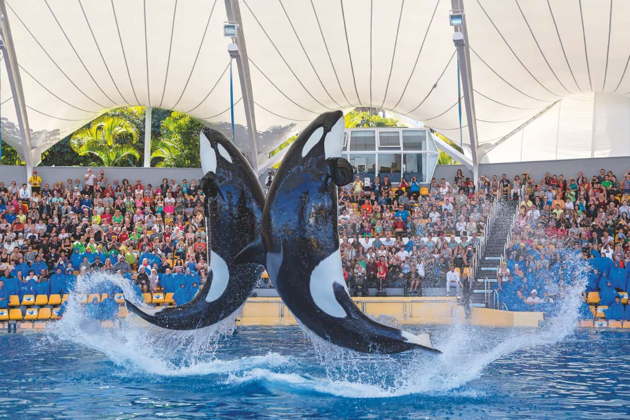 Orca show viewed from the stadium at Loro Parque