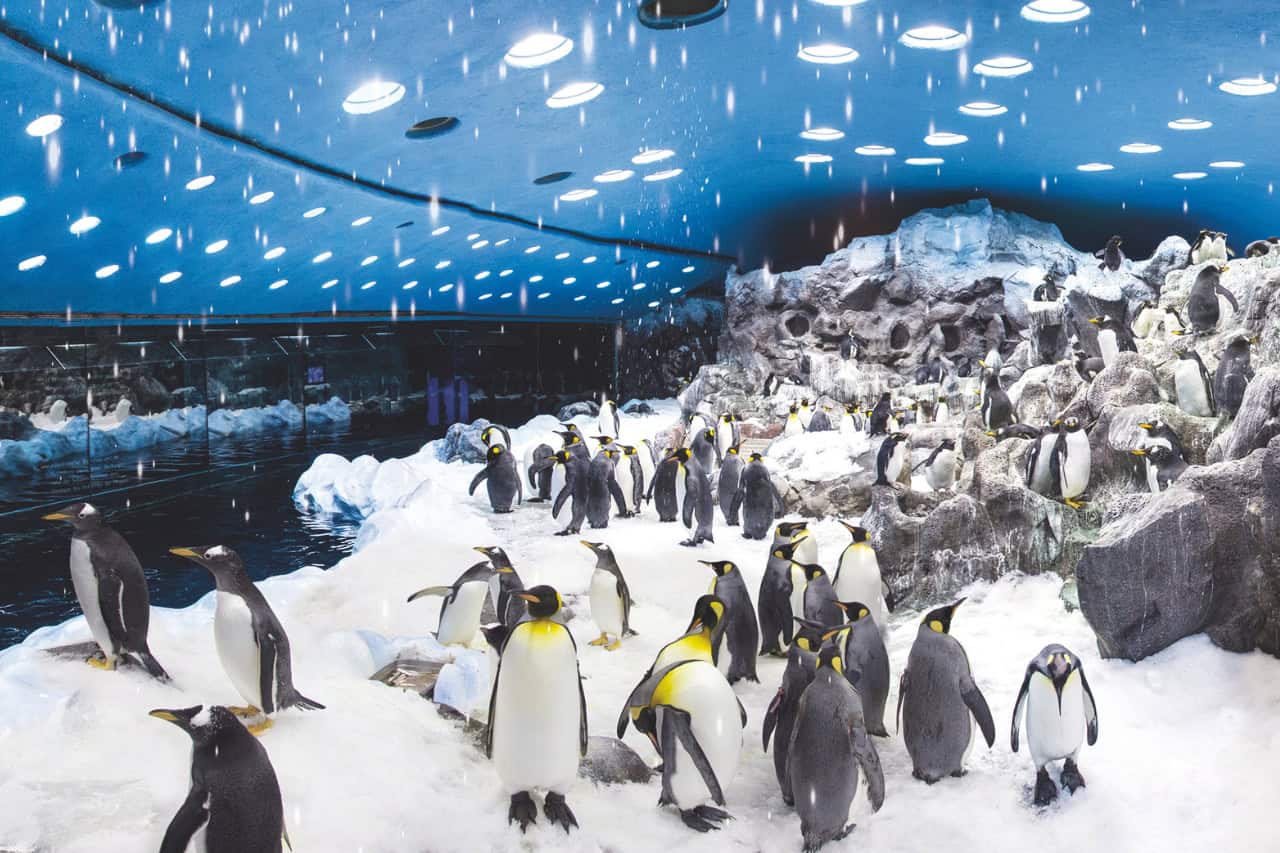 Penguins in the indoor snow habitat at Loro Parque