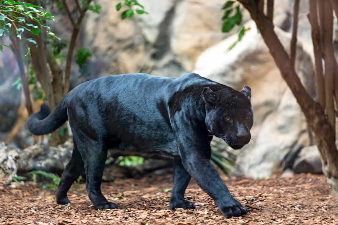 Black panther walking through its natural habitat at Loro Parque
