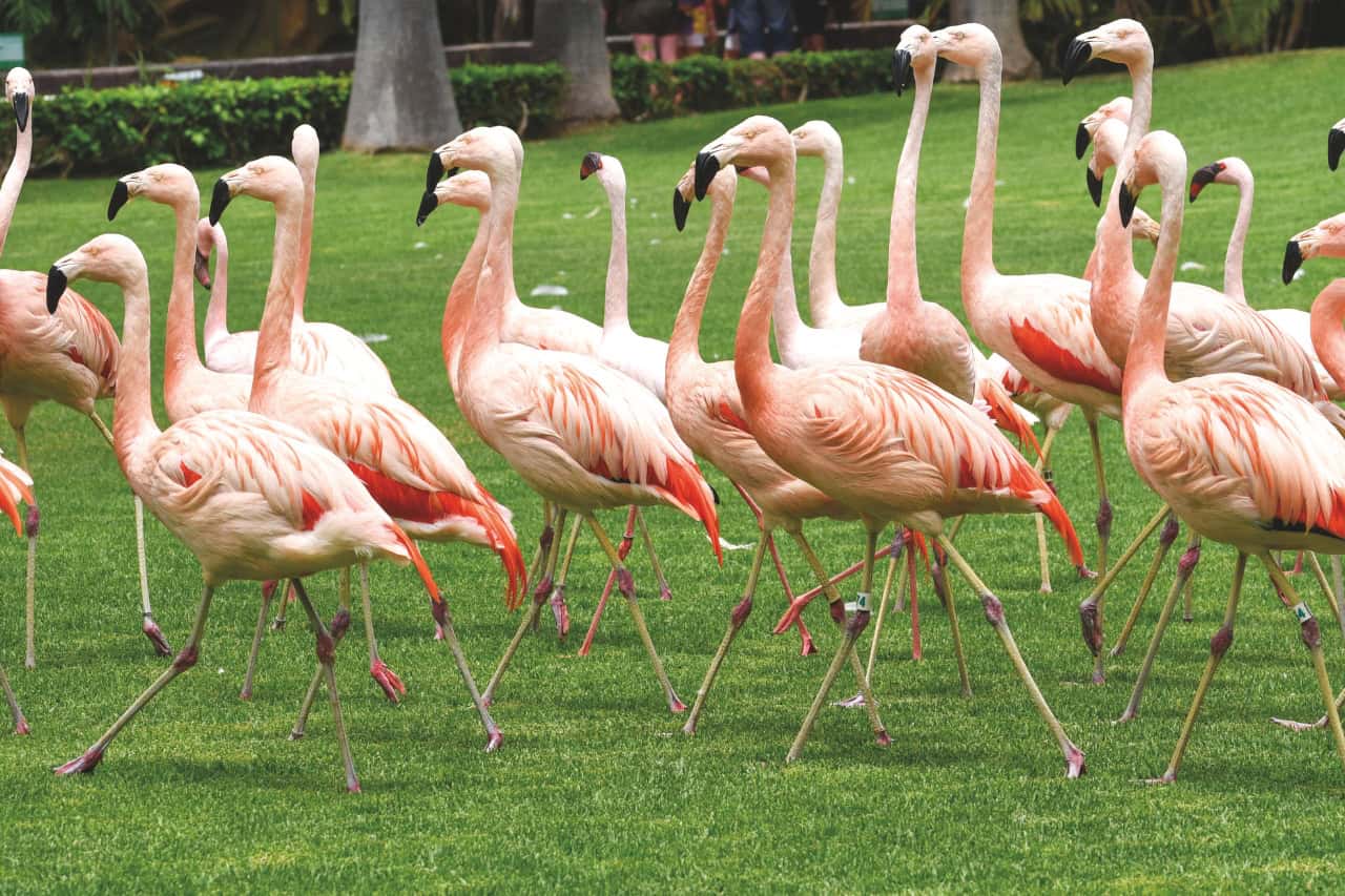 Flamingos walking together in the gardens of Loro Parque