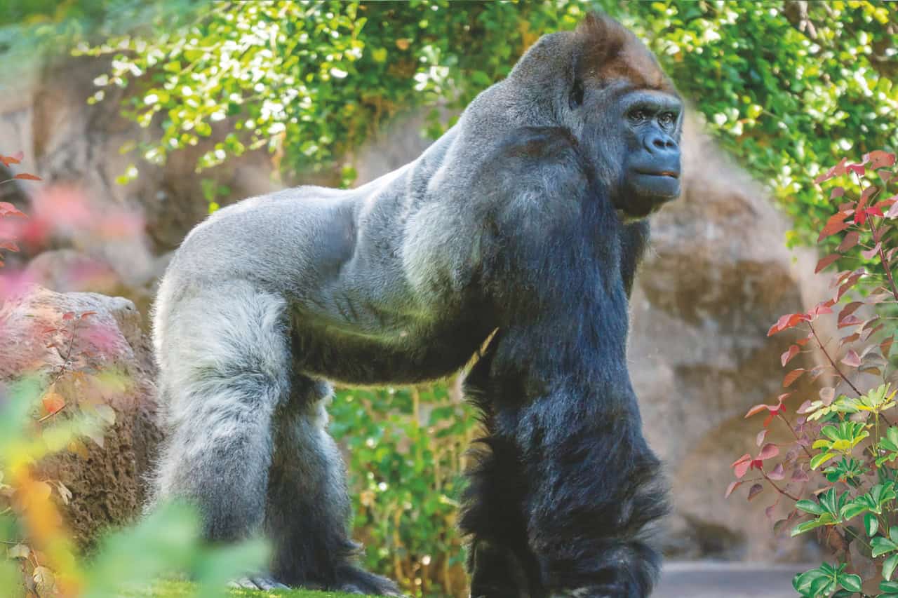 Gorilla in its tropical habitat at Loro Parque