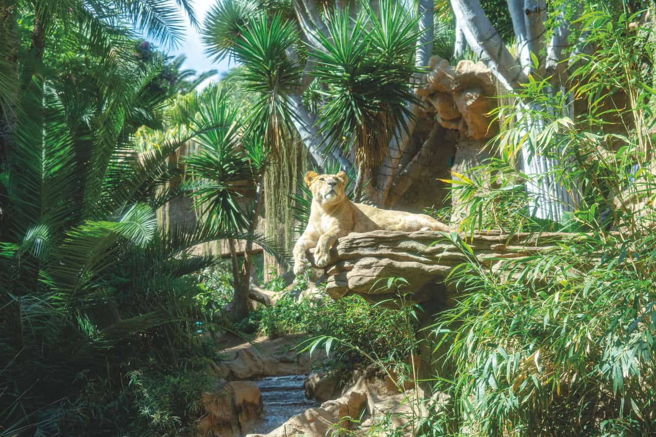 Lioness resting in the green lion habitat at Loro Parque